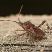 stink bug sitting in dirt