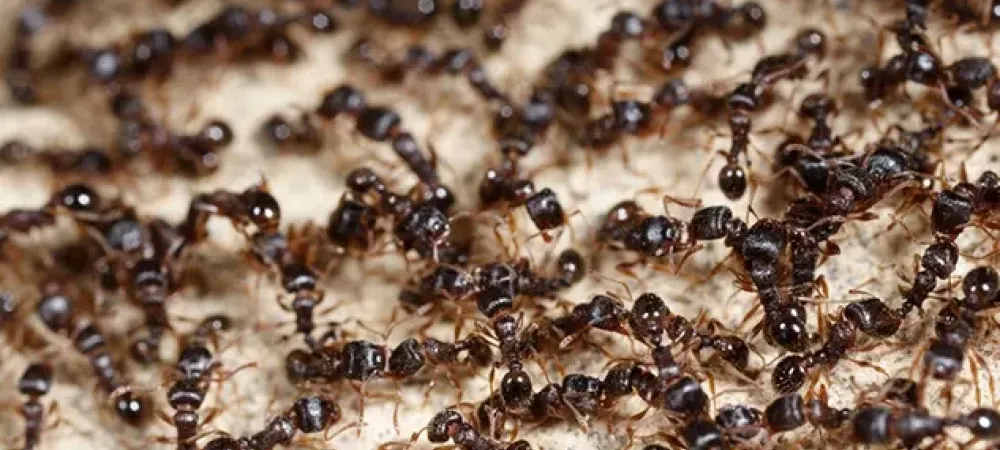 colony of black ants