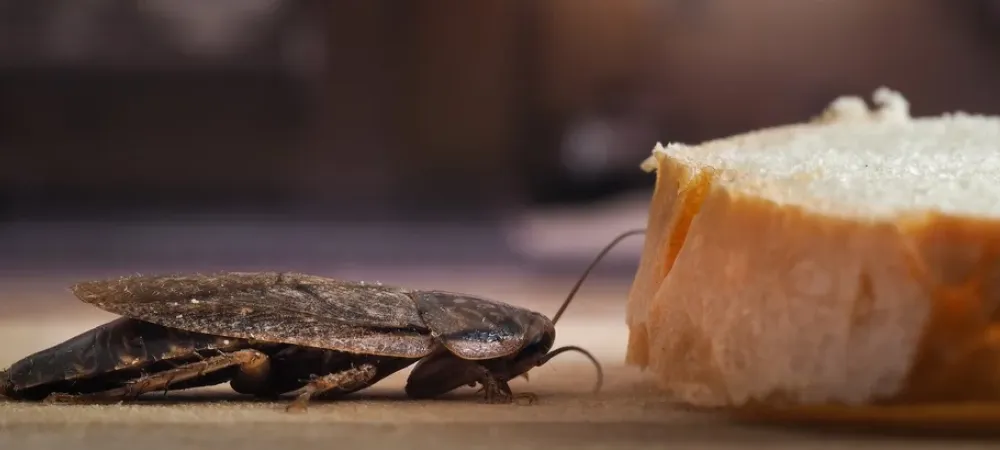 cockroach next to a piece of bread