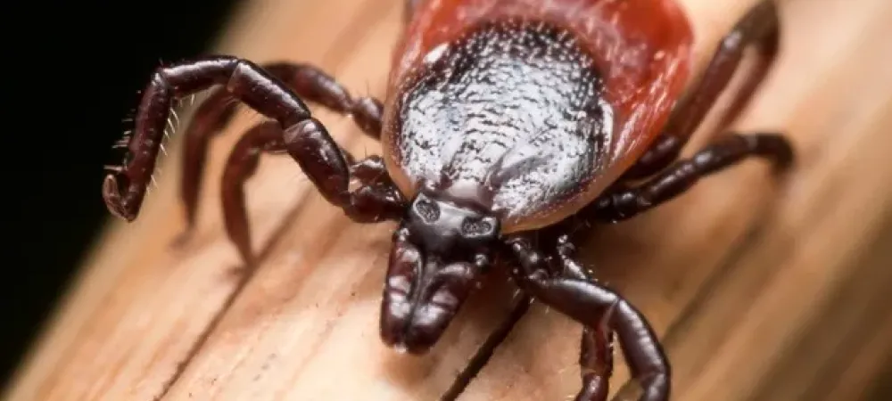 brown and red tick sitting on a stick