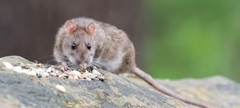 brown rat sitting on a rock