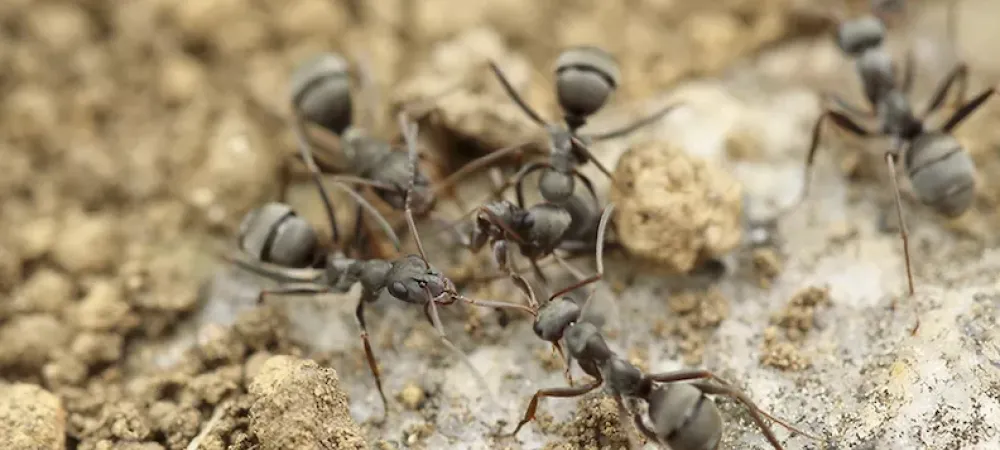 Group of ants in the dirt