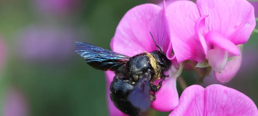 Carpenter bee on a purple flower