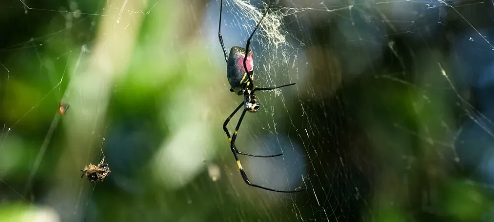 Joro spider (Nephila clavata) spinning a web