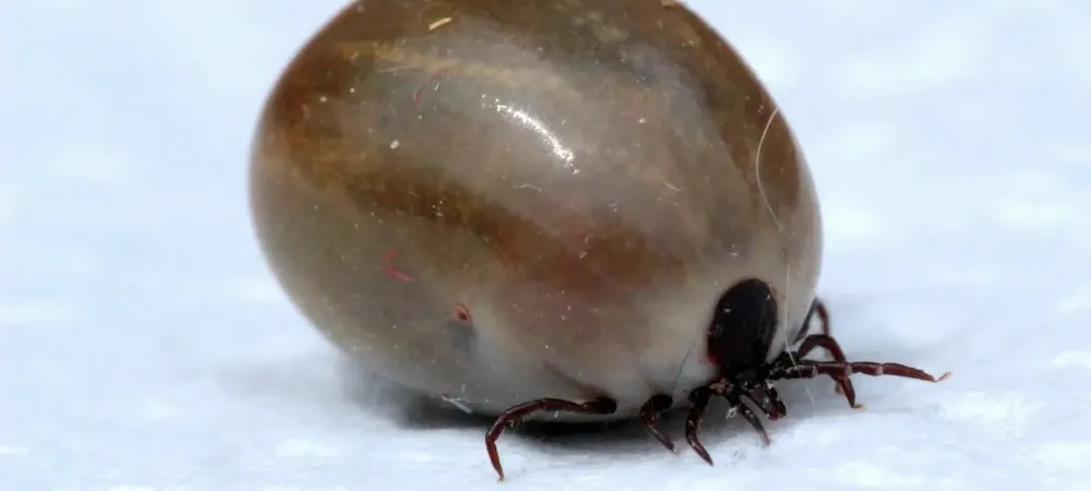 asian-longhorned-tick