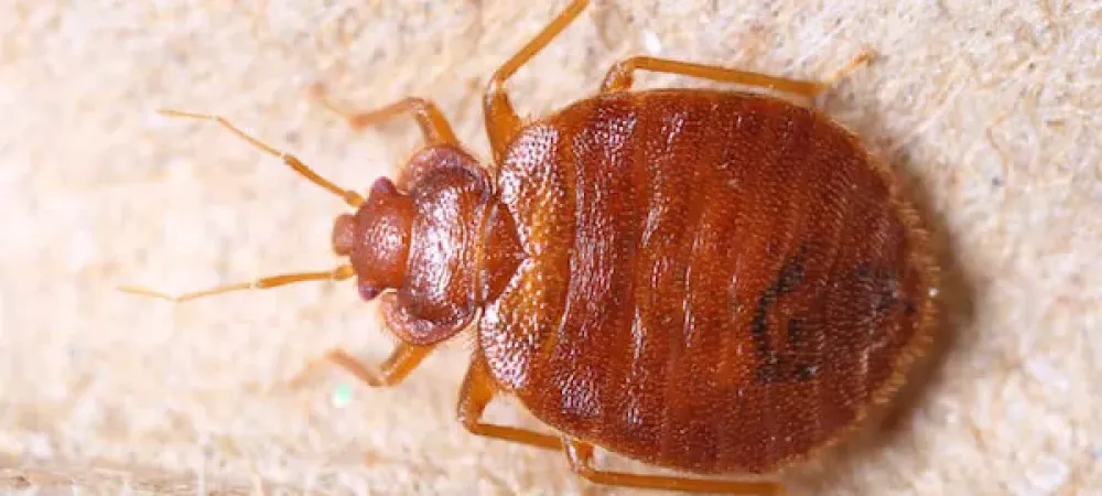 Picture identification of an adult bed bug