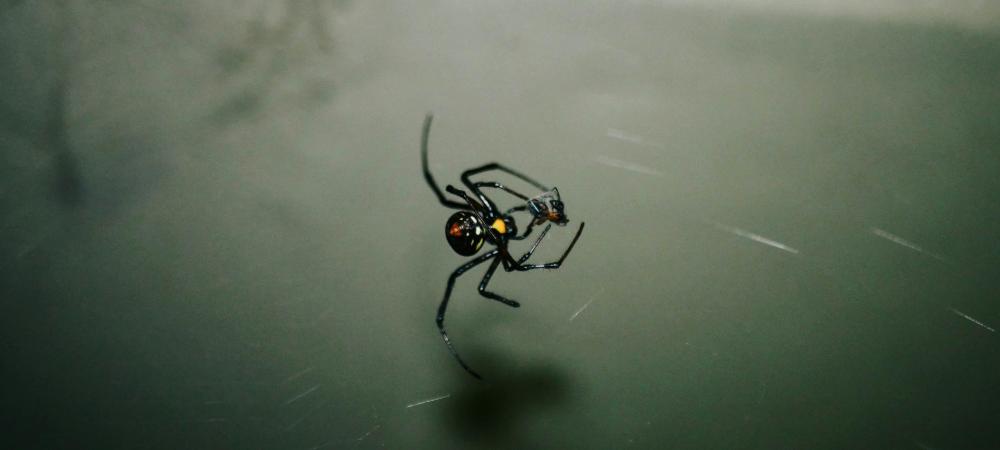 black widow inside