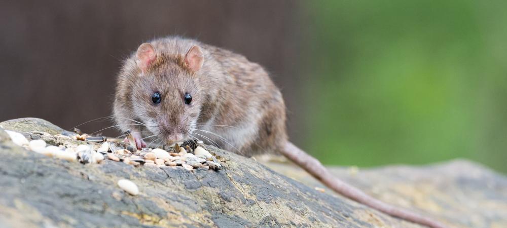 Rodent-Proofing Your Home