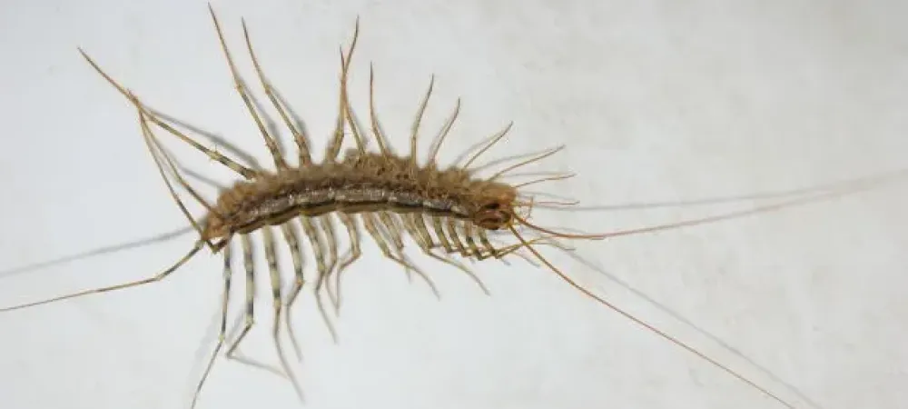 centipede in basement