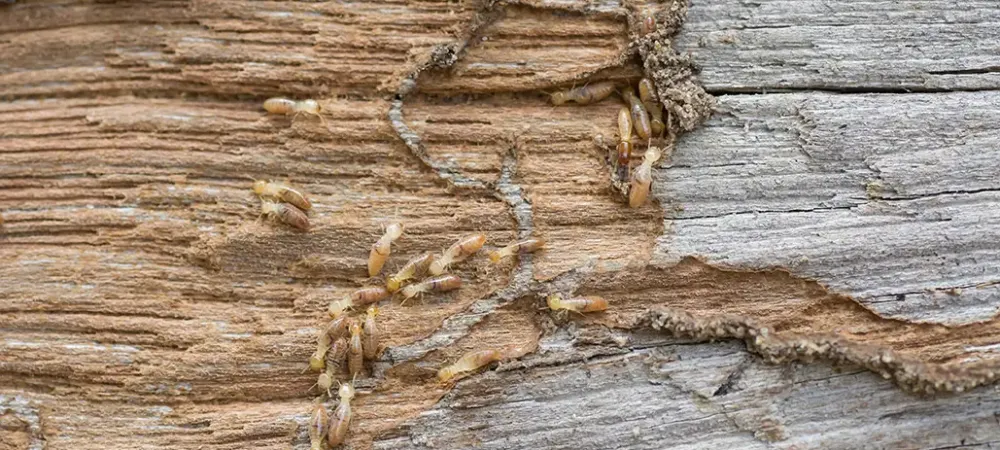 Termites making a home in firewood