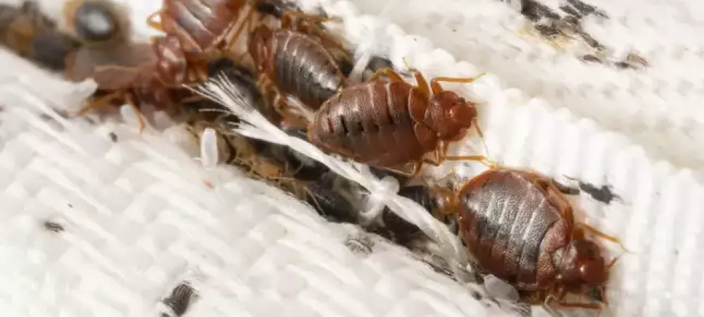 Bed bugs on a mattress
