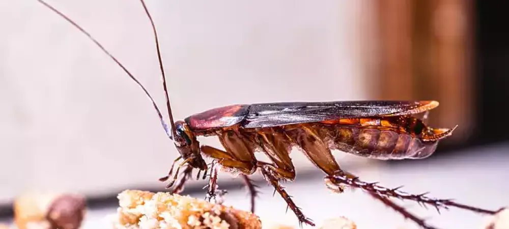 cockroach eating cookies inside home