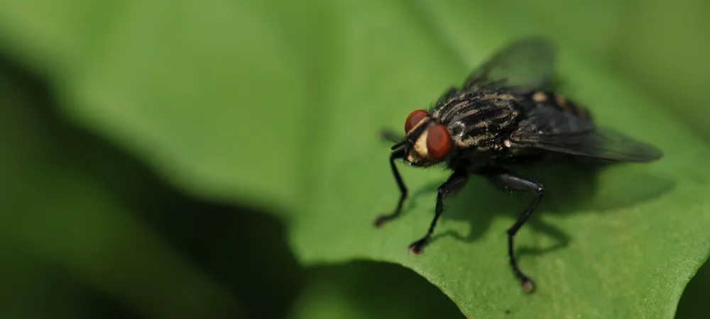 a house fly on a leaf