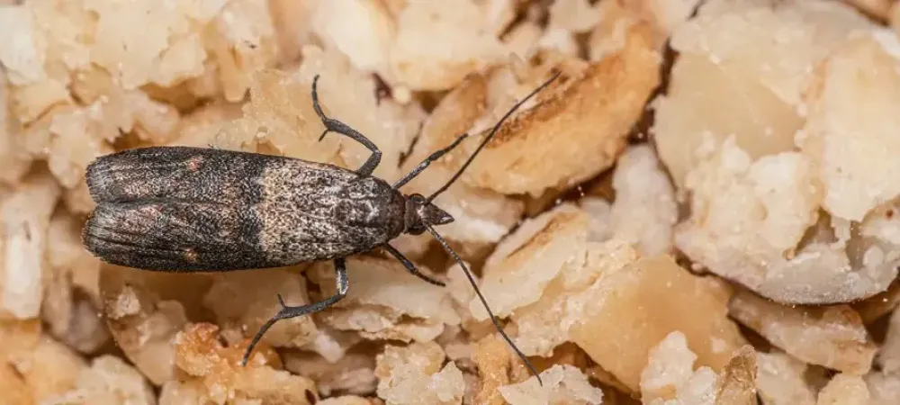 Indian Meal Moth