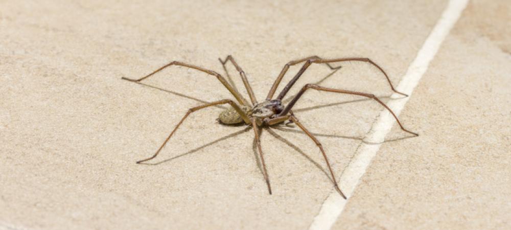 A spider crawling indoors