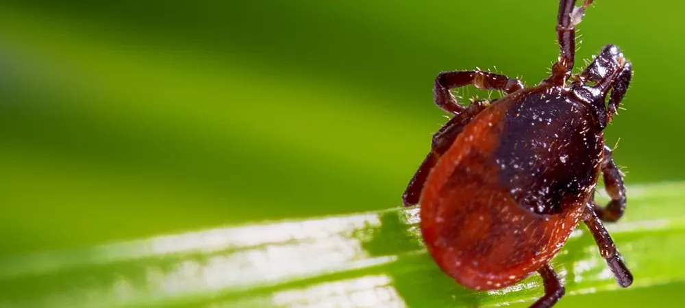 a tick close up