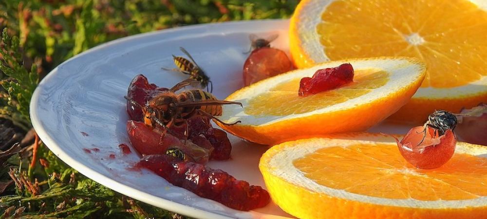 Yellow jackets feeding on oranges and jam on plate