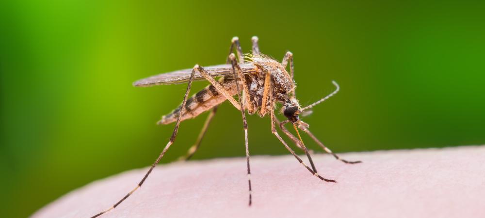 Mosquito biting a human