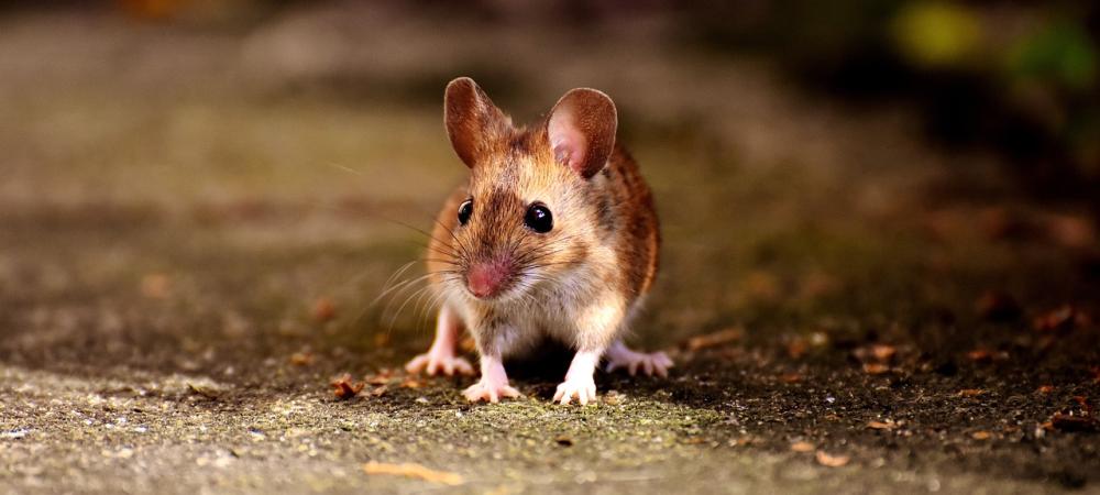 mouse walking on the pavement