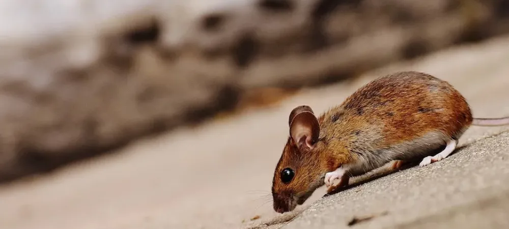 House mouse running along floor