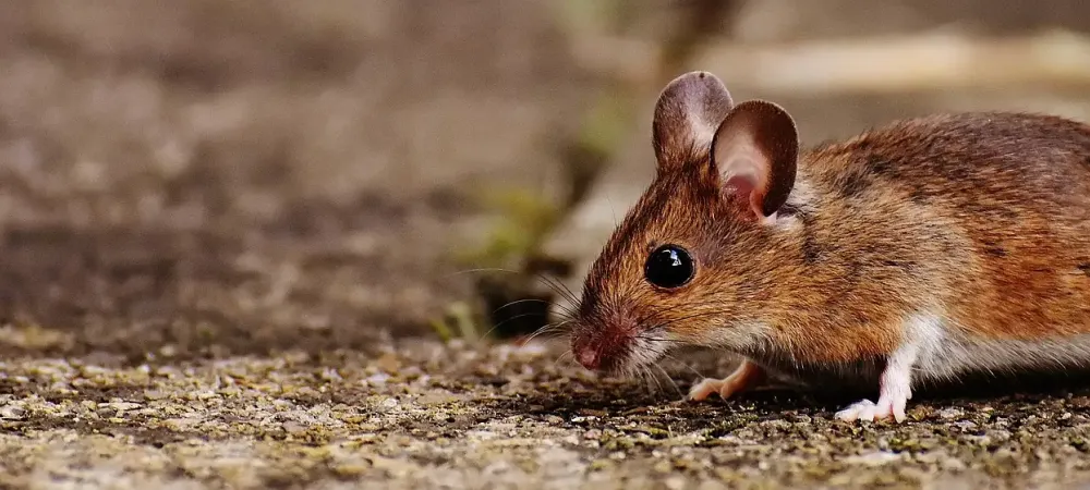mouse walking on a path