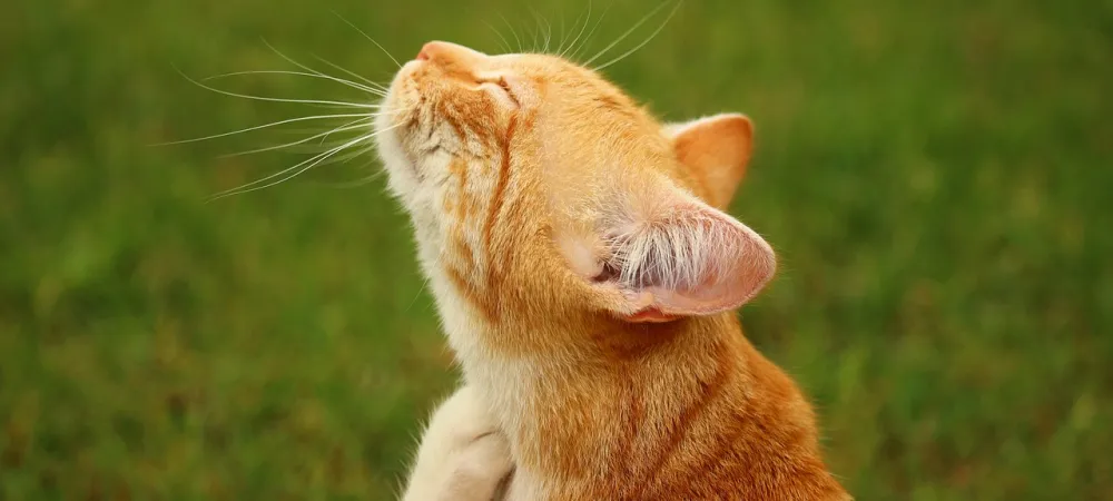 orange-cat-scratching-in-lawn