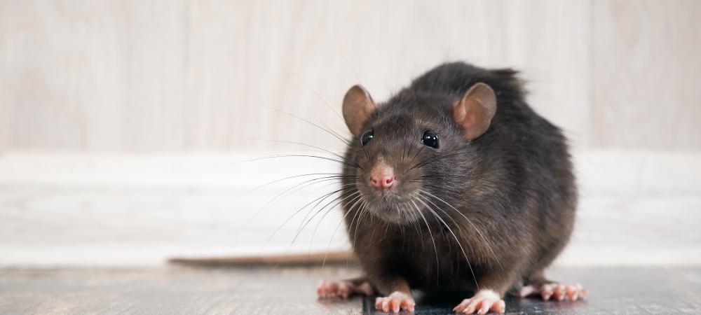 Rat sitting on floor in home