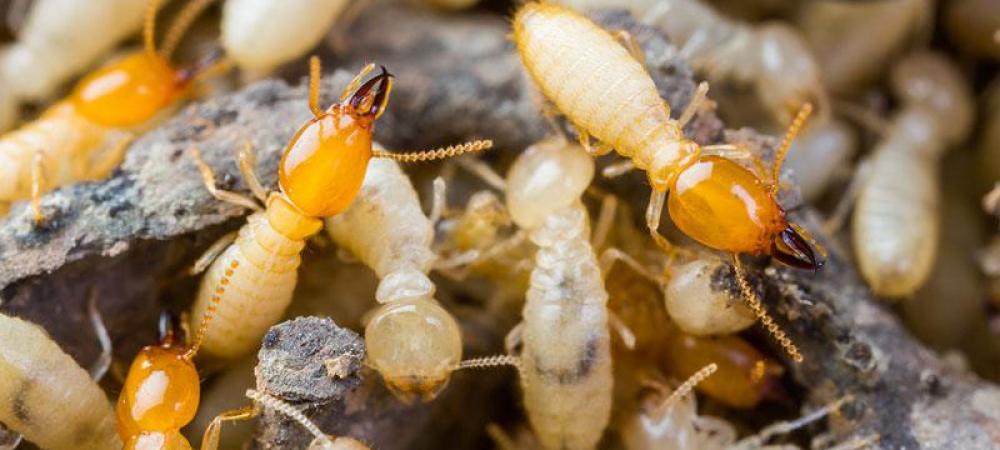 Subterranean Termites