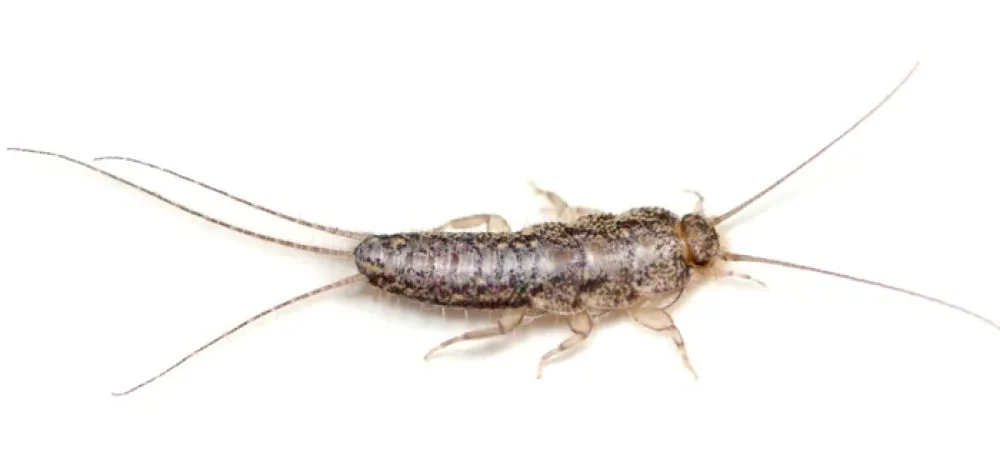 a close up image of a silverfish