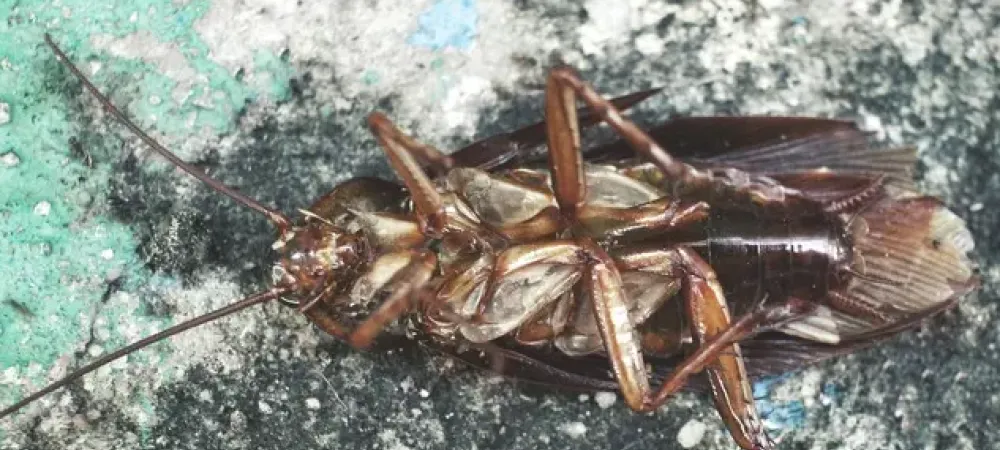 cockroach laying on its back