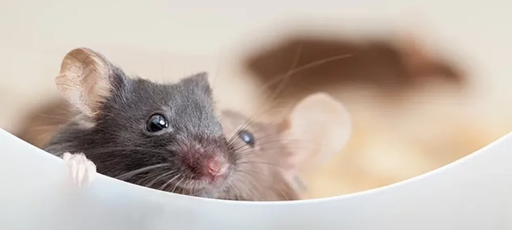 two mice sitting in a bowl