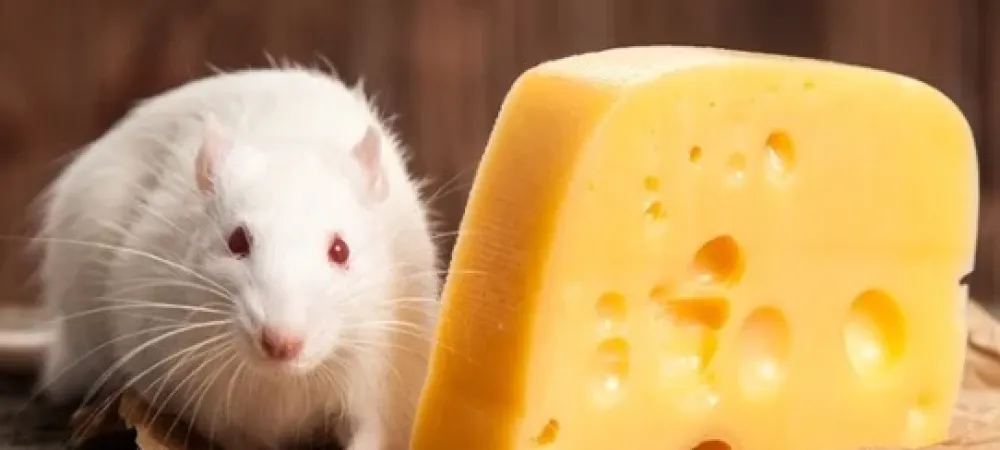 white rat with red eyes sitting next to a piece of cheese