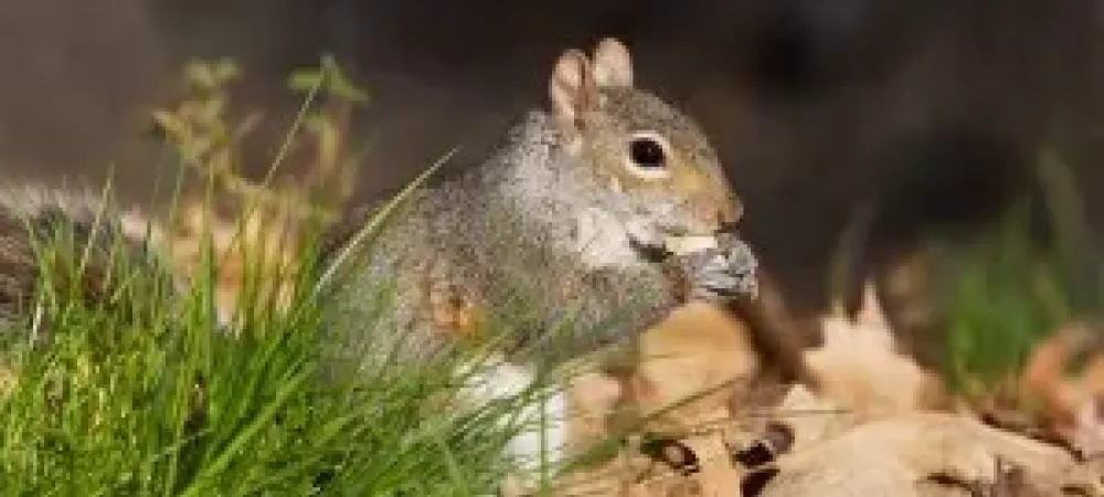 squirrel eating an acorn in the grass