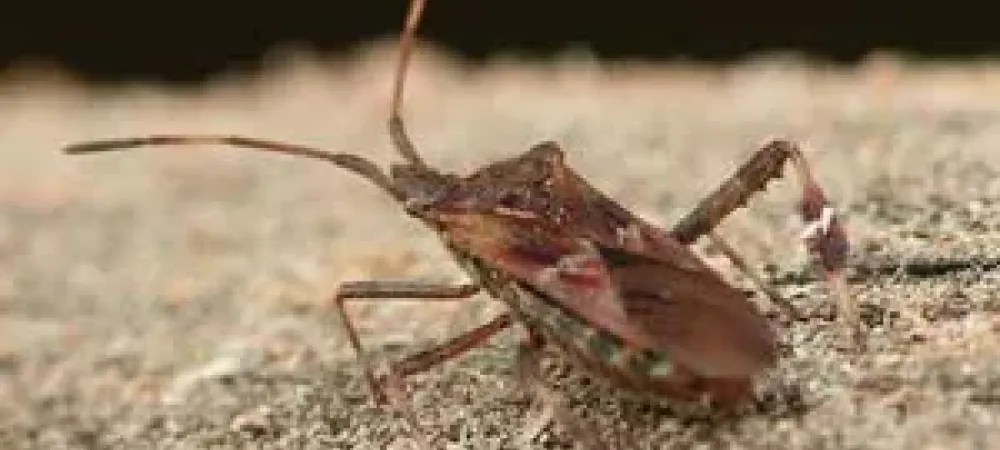 stink bug sitting in dirt