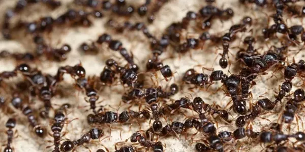 colony of black ants