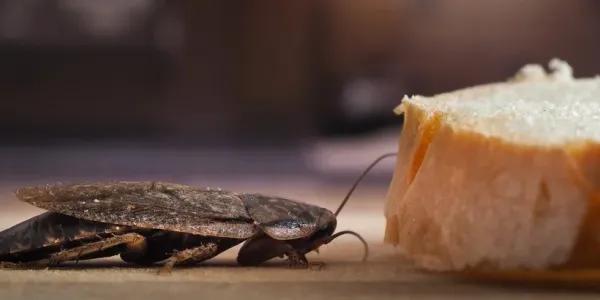 cockroach next to a piece of bread