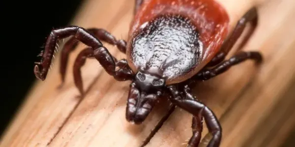 brown and red tick sitting on a stick