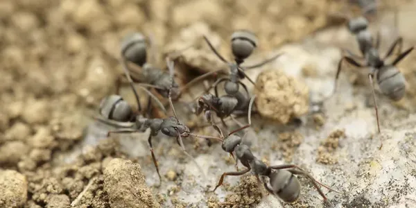 Group of ants in the dirt