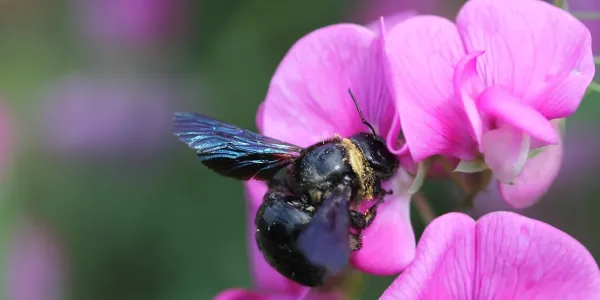 Carpenter bee on a purple flower