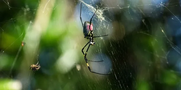 Joro spider (Nephila clavata) spinning a web