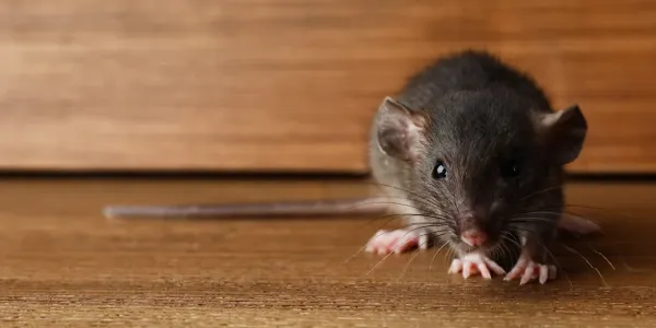 Rat hiding in attic