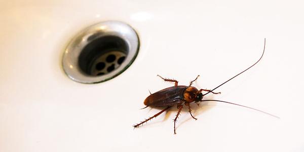 cockroach in a sink