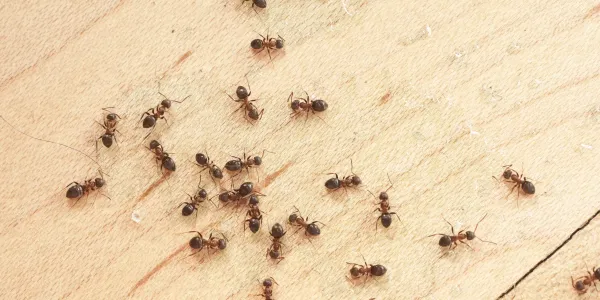 Ants crawling on kitchen floor