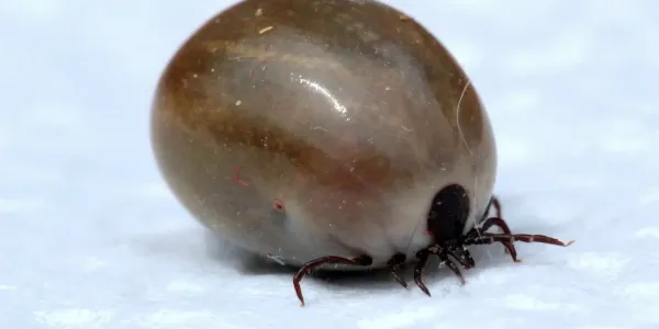 asian-longhorned-tick