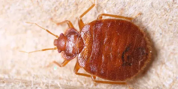 Picture identification of an adult bed bug