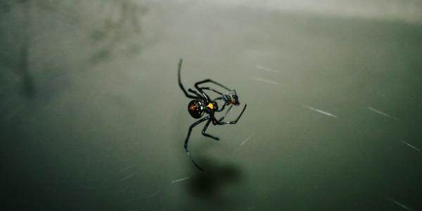 black widow inside