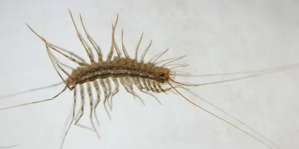centipede in basement