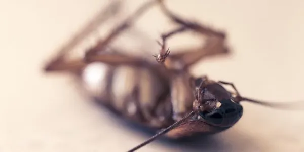 cockroach