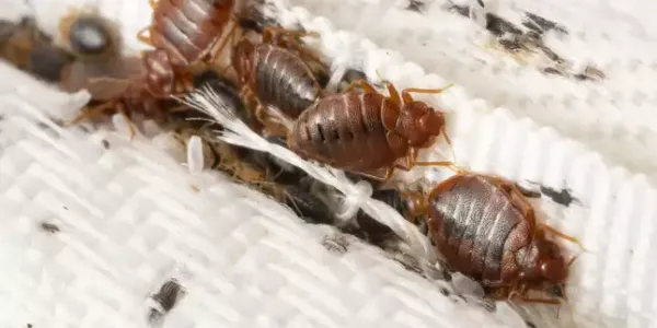 Bed bugs on a mattress