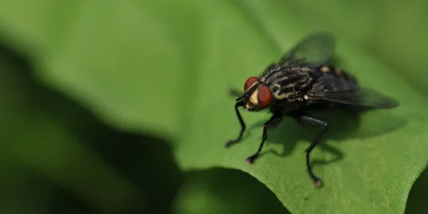 a house fly on a leaf